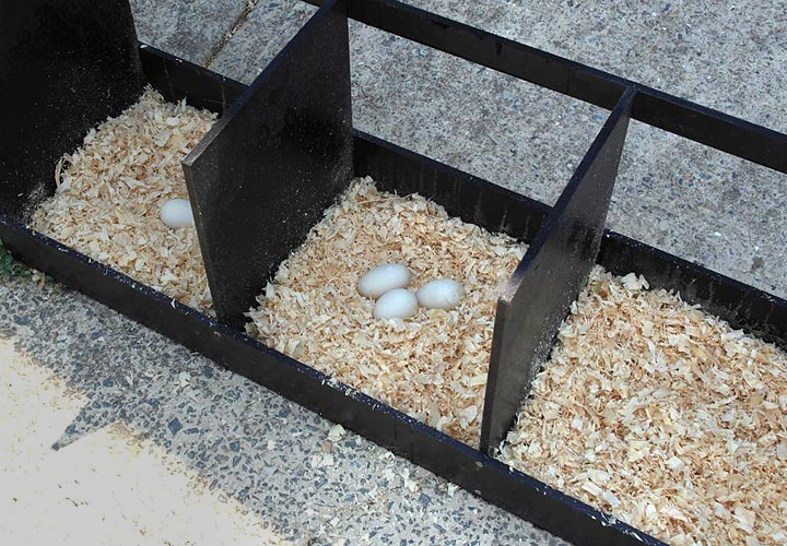 poultry nesting boxes